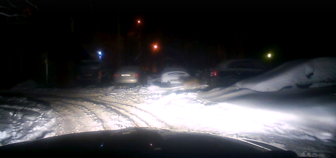 Сыктывкарец встретил зверя, похожего на волка (видео)