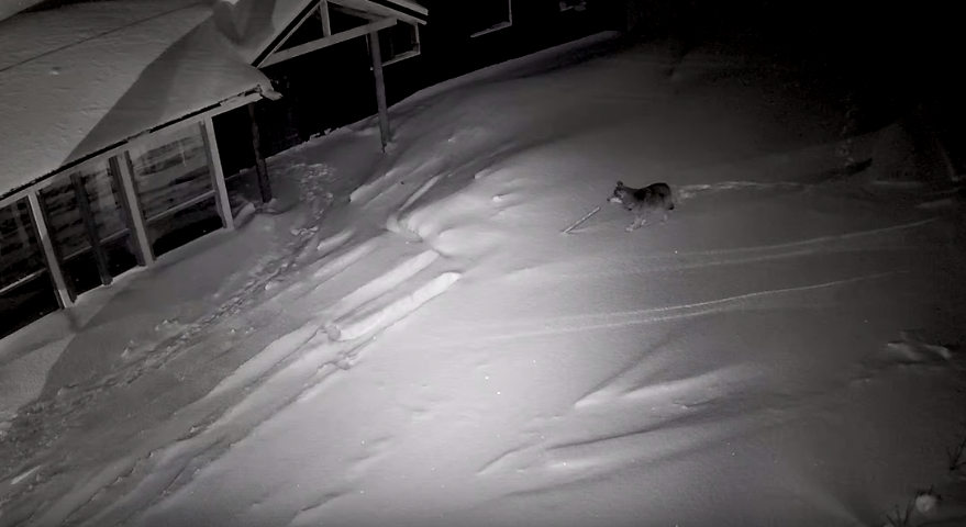 Под Сыктывкаром объявился волк-одиночка (видео)