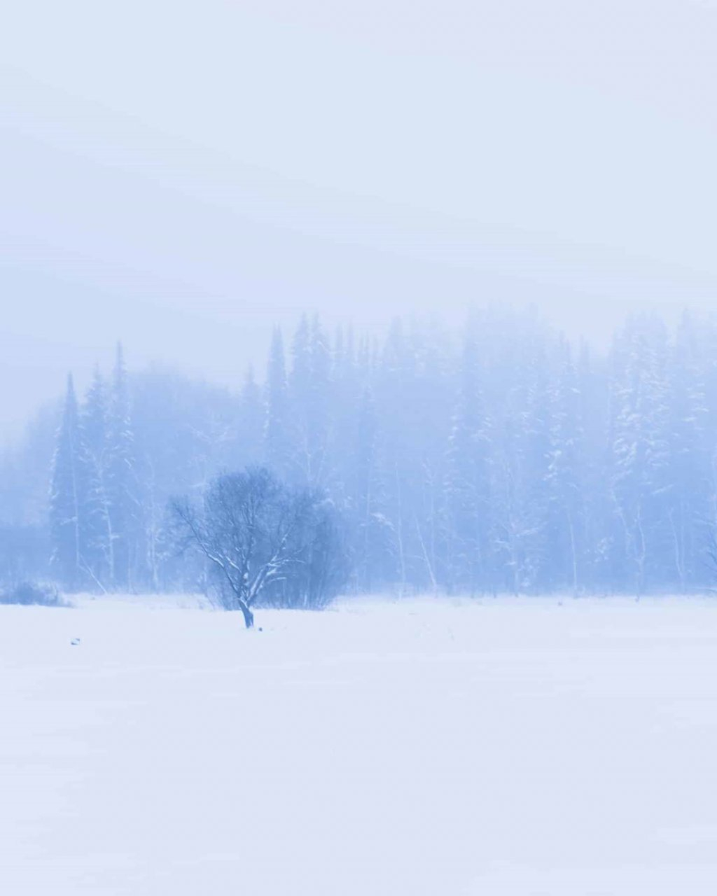 Фото дня: белая пустыня в лесу Сыктывкара