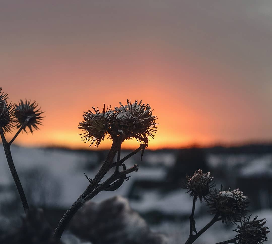 Фото дня в Сыктывкаре: безмятежность зимней природы в свете заката