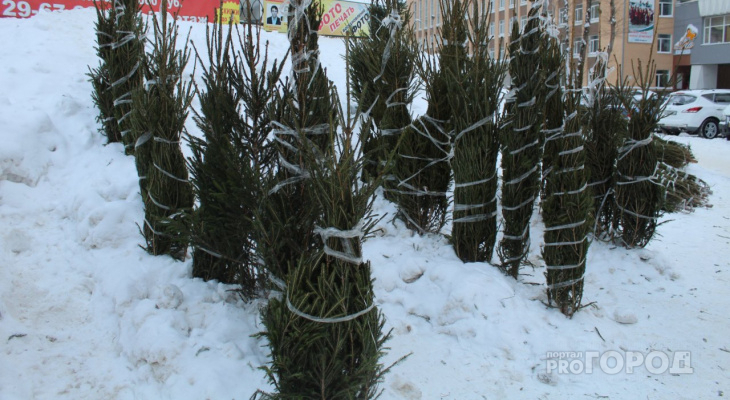 Сыктывкарские активисты нашли применение «отработанным» новогодним елкам