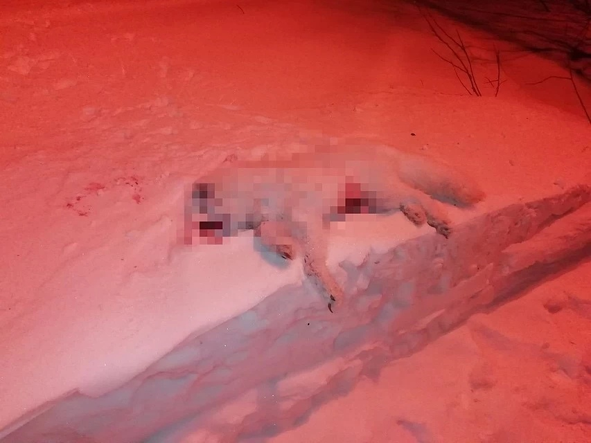 На севере Коми загадочно гибнут дикие звери