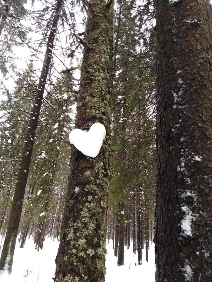 Погода в Сыктывкаре на 26 января: морозы усиливаются