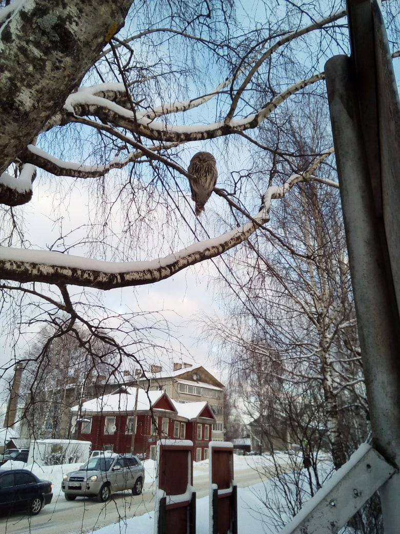 В Коми на женщину свалилась сова