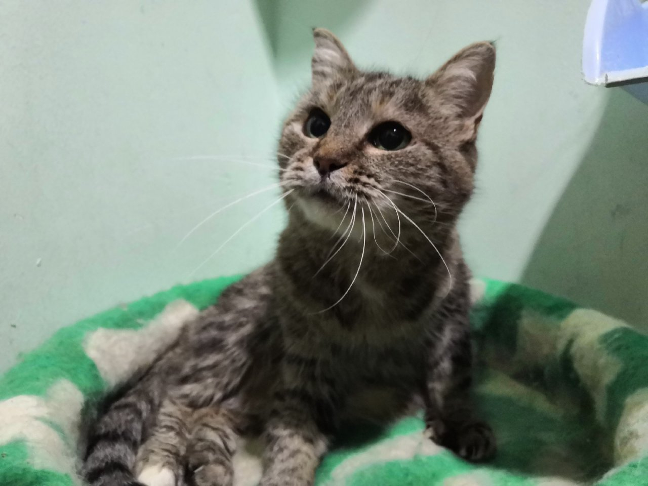 Печальная Мурлыка, упитанный Тик-Так и прекрасная Лия: животные из приюта ищут новый дом в Сыктывкаре