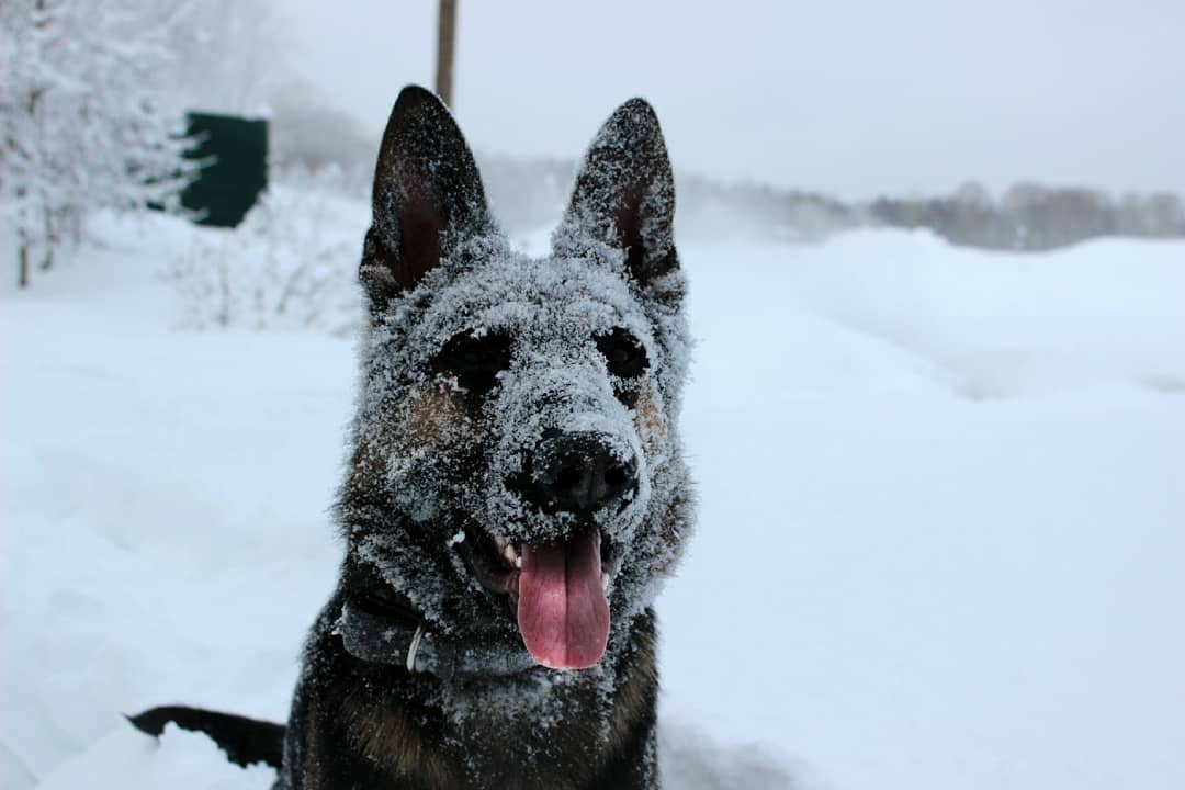 Фото дня в Сыктывкаре: снежная овчарка или простые собачьи радости