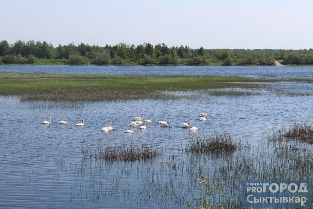 Потепление наступает: птицы стали зимовать в Коми вместо южных районов
