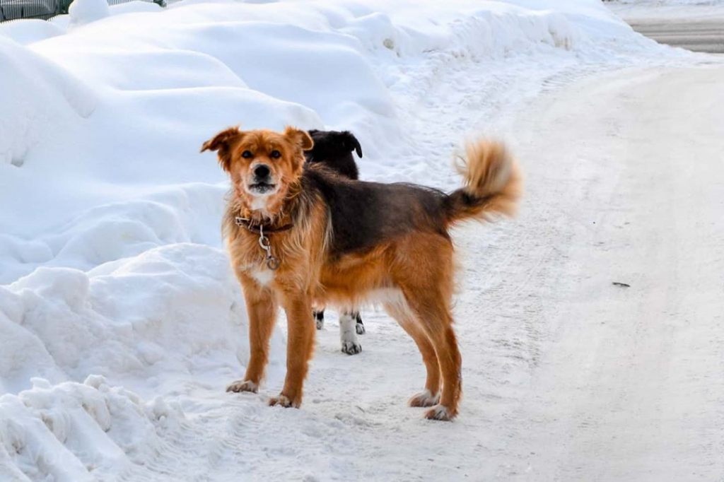 Погода в Сыктывкаре на 9 февраля: мороз ночью и ветер днем