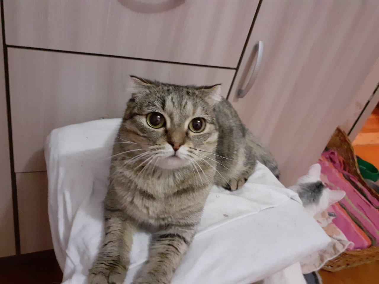 Милая Кнопа, очаровашка Бублик и красавец Морис: животные из приюта ищут новый дом в Сыктывкаре