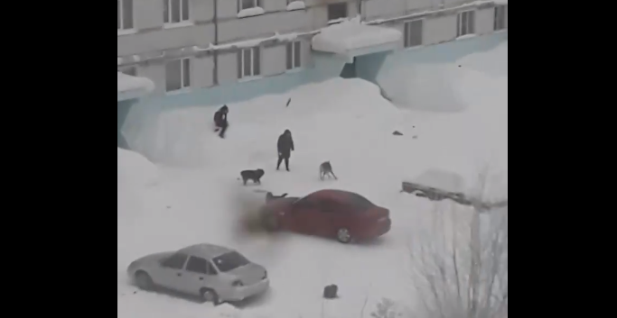 В Коми женщина отбила мальчика у своры разъяренных собак (видео)