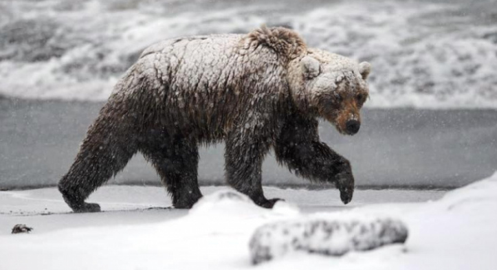 В Ухте застрелят опасного медведя-шатуна