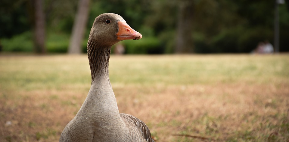 В Коми гуси помогли раскрыть нелегальную продажу спирта