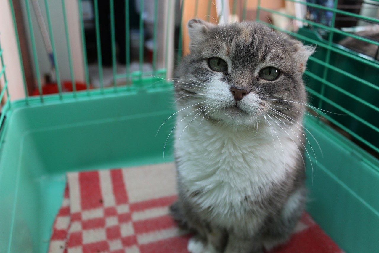 Милый уголек, задумчивая Марфа и яркая Клякса: животные из приюта ищут новый дом в Сыктывкаре