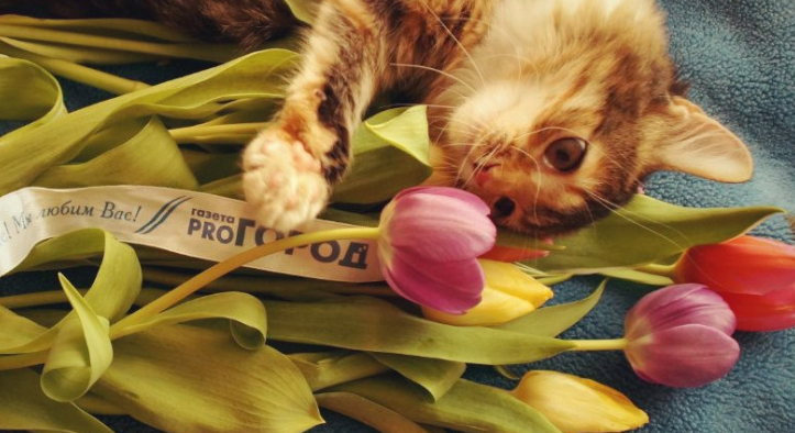 Женщины рассказали, чего они хотят на 8 марта