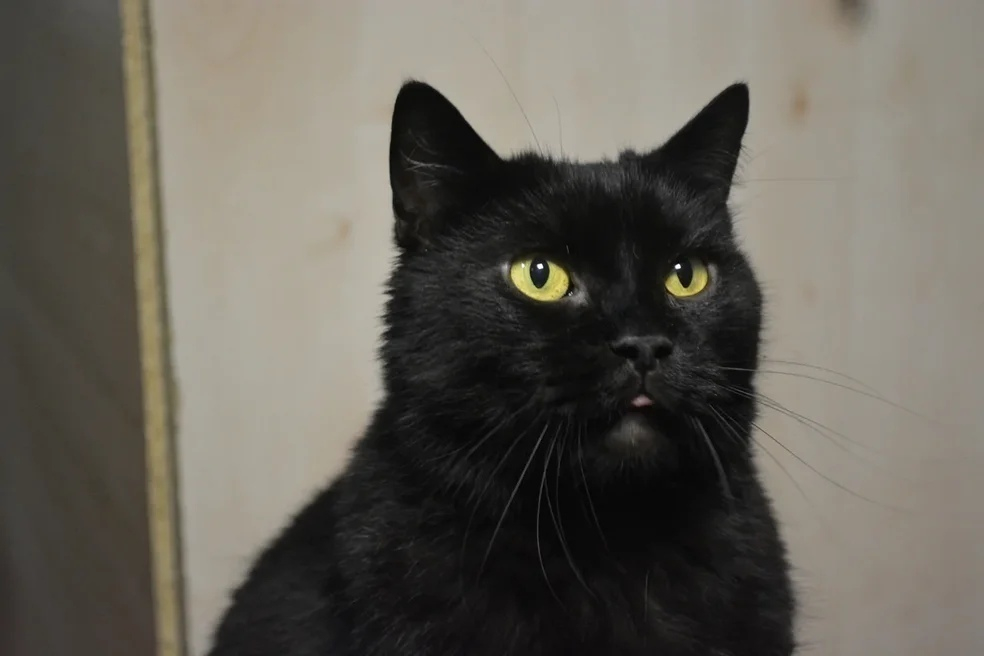 Гарри, Милка и Тайсон: животные из приюта ищут новый дом в Сыктывкаре