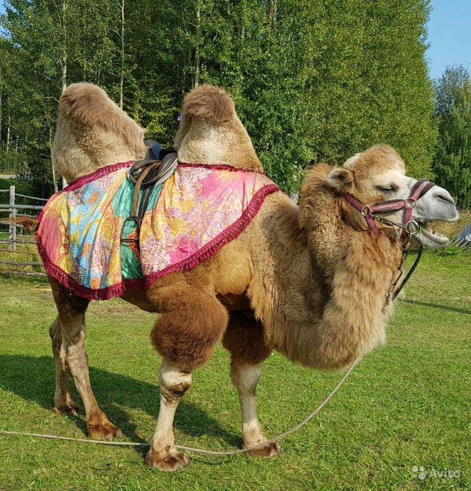 В Сыктывкаре продают знаменитого верблюда Мартина, который катал детей на площади