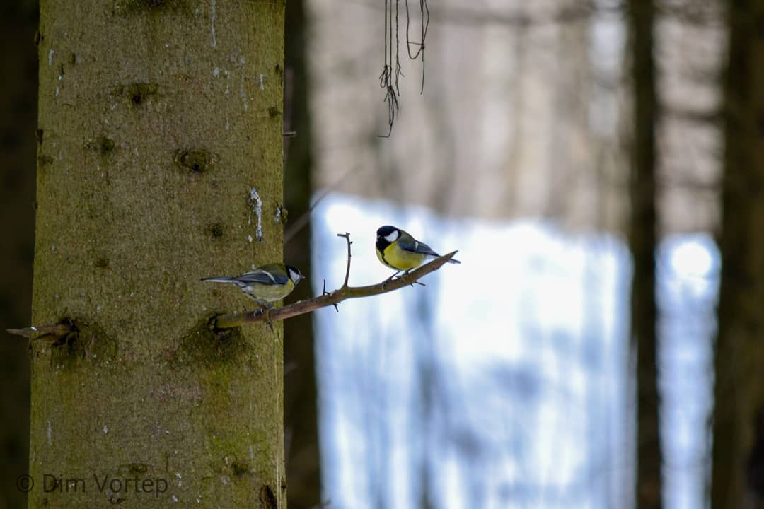 Фото дня в Сыктывкаре: озорные синицы в объективе горожанина