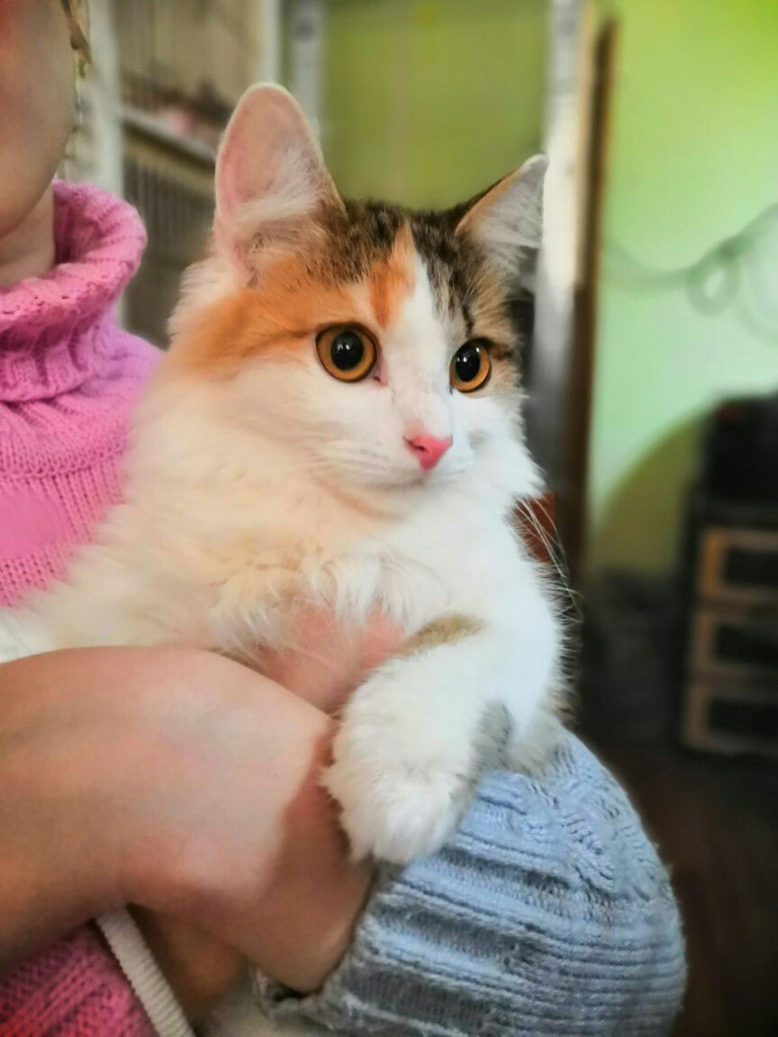 Бруно, Сильвия и Мурка: животные из приюта ищут новый дом в Сыктывкаре