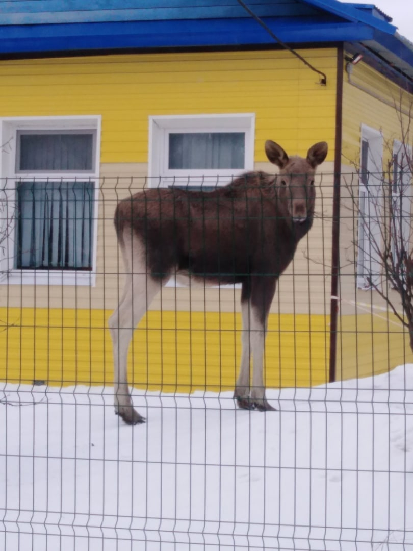 Лося, которого загнали в детский сад в Сыктывкаре, увезут в этнопарк