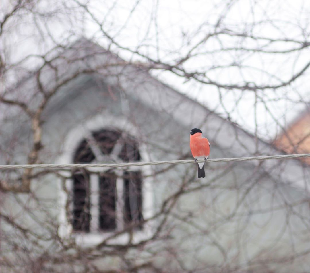 Фото дня в Сыктывкаре: красногрудый снегирь отдыхает перед весенними хлопотами