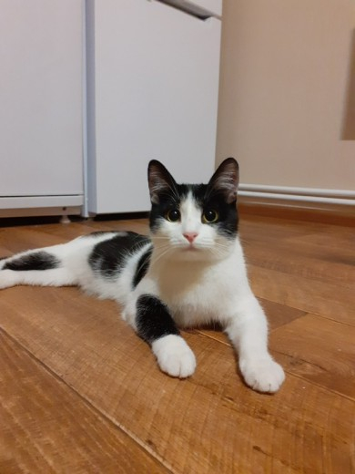 Игривый Макс, плюшевая Пандора и милая Барбариска: животные из приюта ищут новый дом в Сыктывкаре