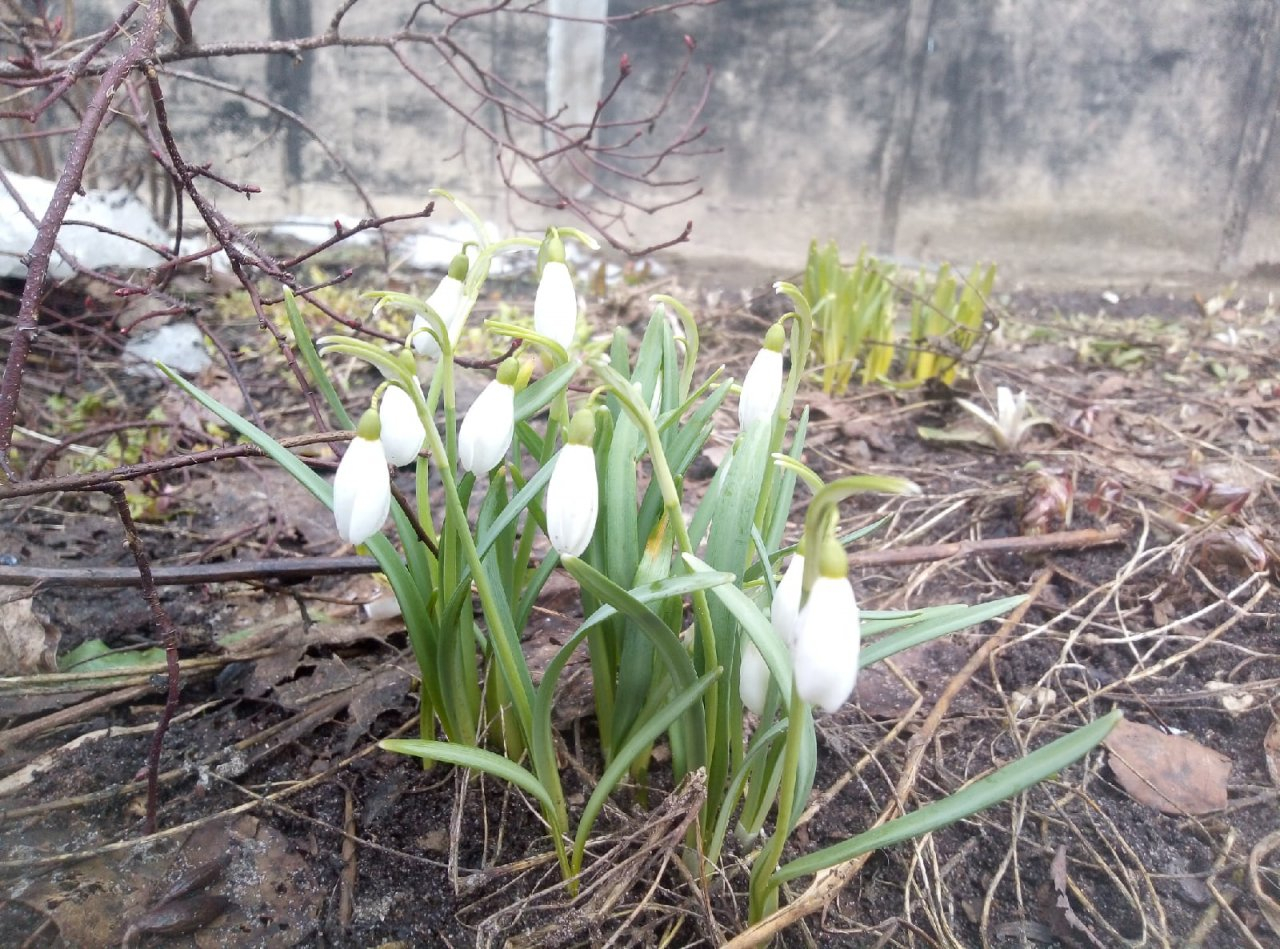 Фото дня в Сыктывкаре: ослепительная красота белых подснежников