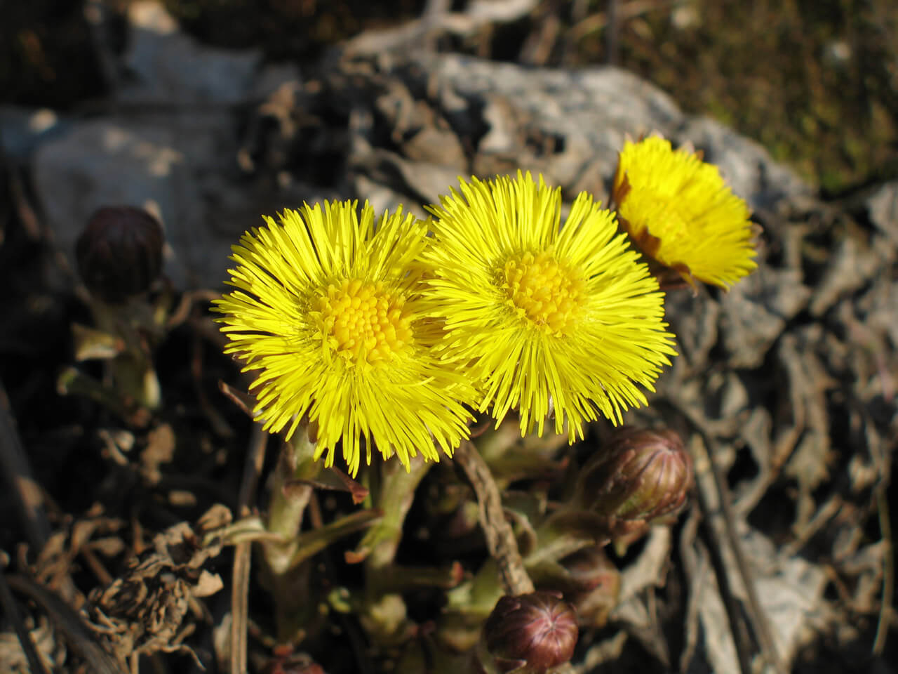 Фото дня в Сыктывкаре: солнечные вестники весны