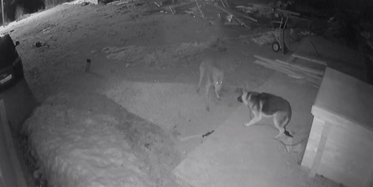 В Сыктывкаре собака на привязи осталась один на один с волком