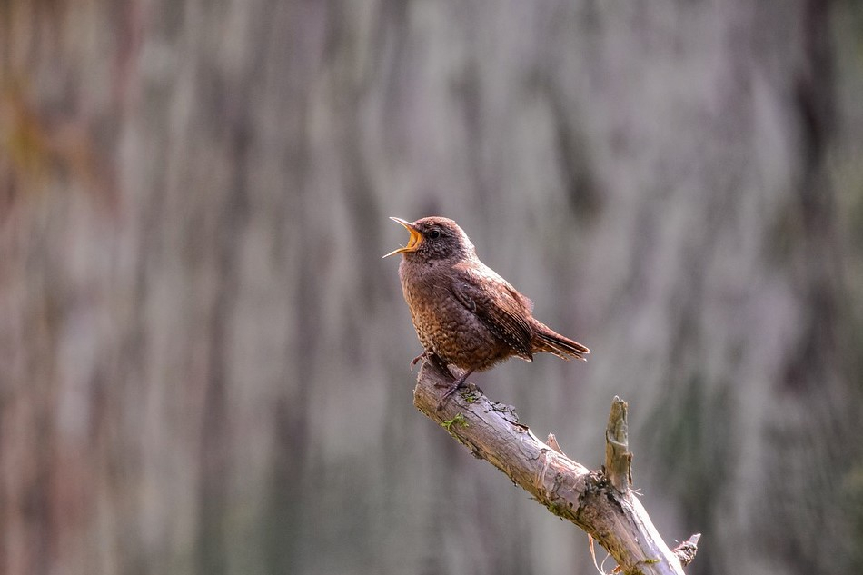 Погода в Сыктывкаре на 4 мая: ощутимое потепление