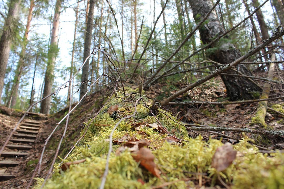 Фото дня в Коми: красота и покой весеннего леса