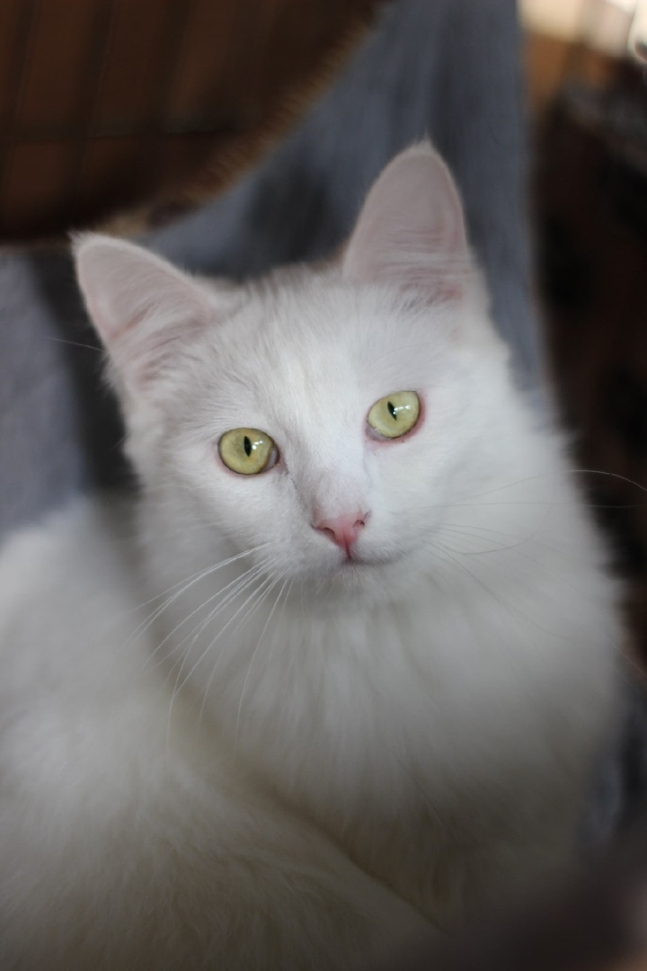 Спортивный Мирон, милая Снежка и Черныш: животные из приюта ищут новый дом в Сыктывкаре