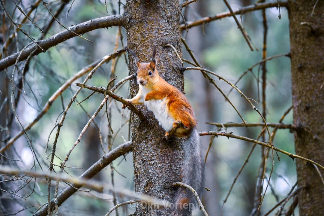 Фото дня в Сыктывкаре: атмосфера весеннего леса и его обитатели