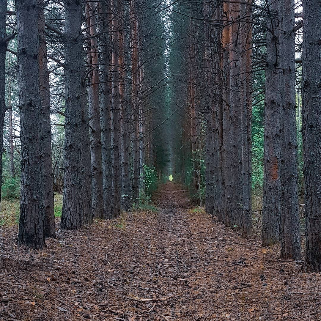 Фото дня от сыктывкарца: загадочная аллея в сосновом лесу