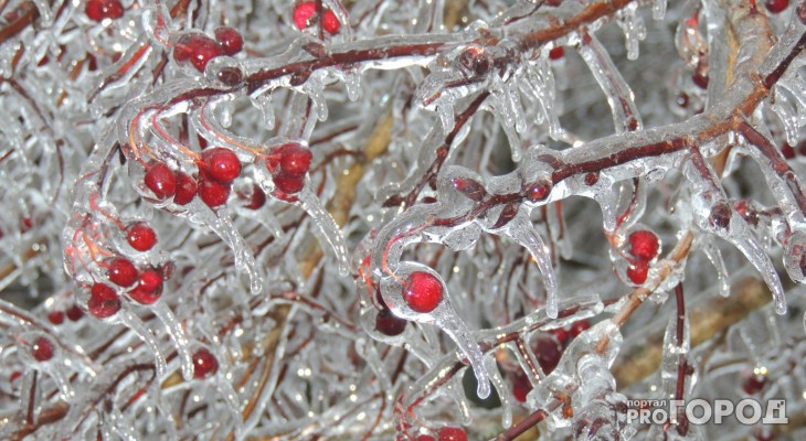 Синоптики пообещали жителям Коми июньские заморозки