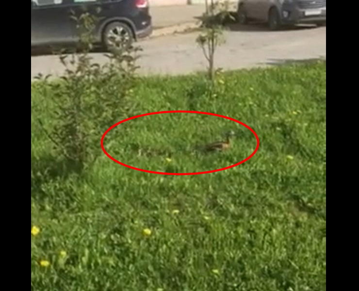В Сыктывкаре заметили стаю утят (видео)