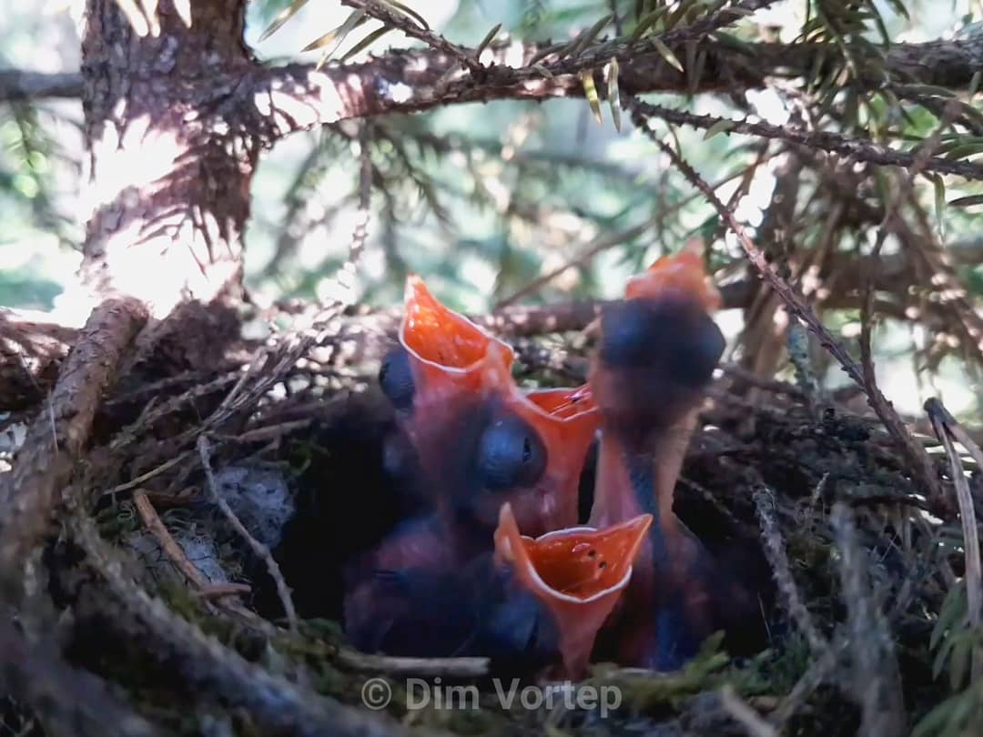 Фото дня в Сыктывкаре: новая жизнь под сенью деревьев