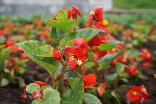 В Сыктывкаре высадят 180 тысяч цветов