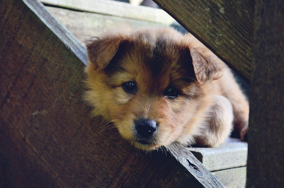 Какого возраста должен быть щенок: эксперт назвал лучшее время для покупки питомца