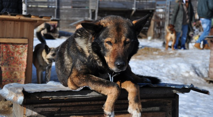 В Коми проверили животных на наличие особо опасных болезней
