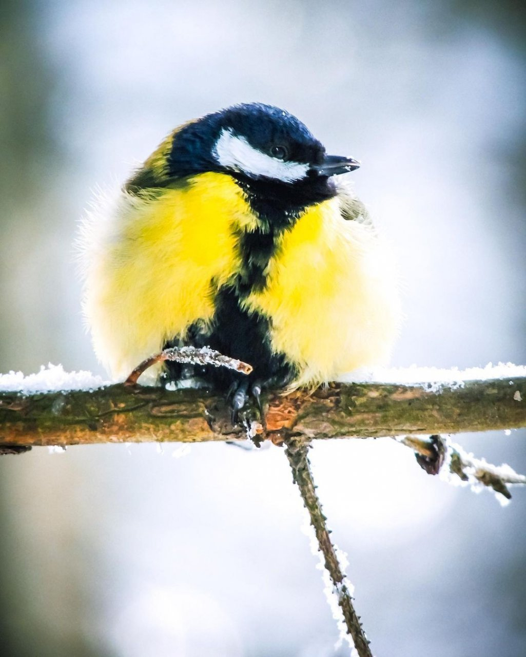 Фото дня в Сыктывкаре: живой лучик солнца холодной зимой