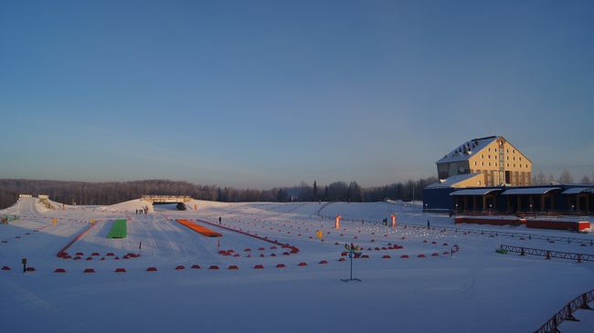 Волка на стадионе в Сыктывкаре будет искать полиция