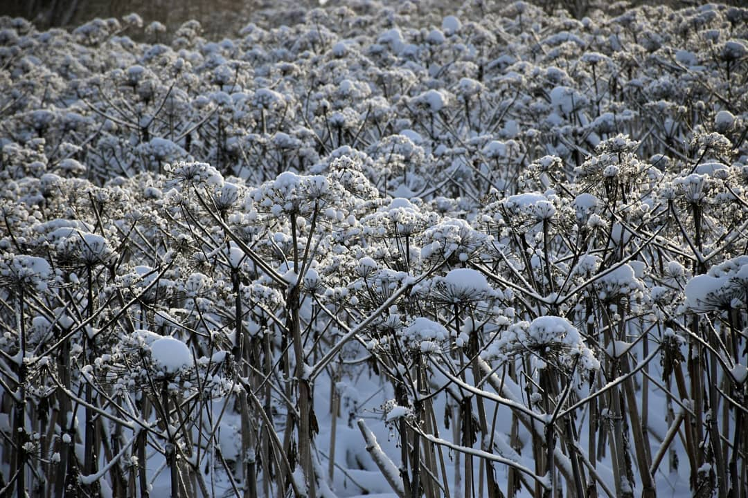 Фото дня от сыктывкарца: царство борщевика