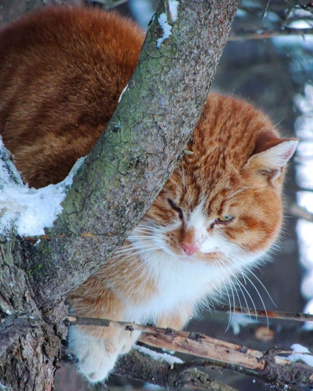 Фото дня в Сыктывкаре: неожиданная встреча в лесу