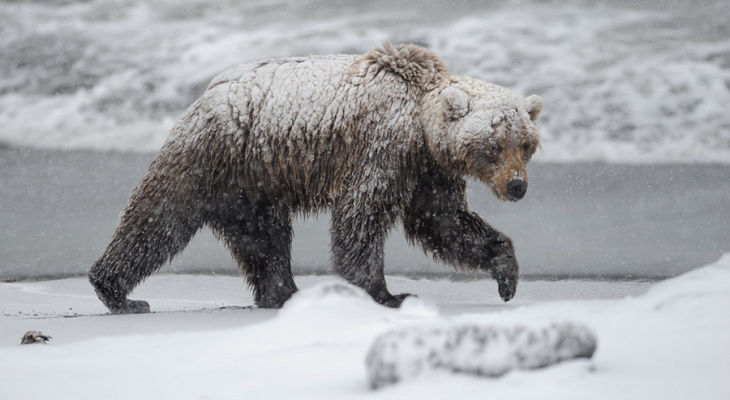 В Коми объявился медведь-шатун