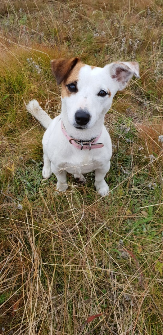 Собаку, которая в Коми спасла мальчика от волка ценой своей жизни, номинировали на международную премию