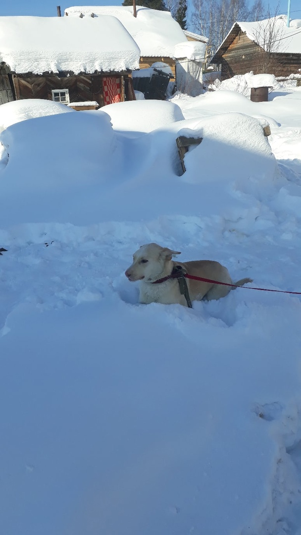 Пес из Коми, которого расстреляли в упор и бросили умирать, нашел новых хозяев