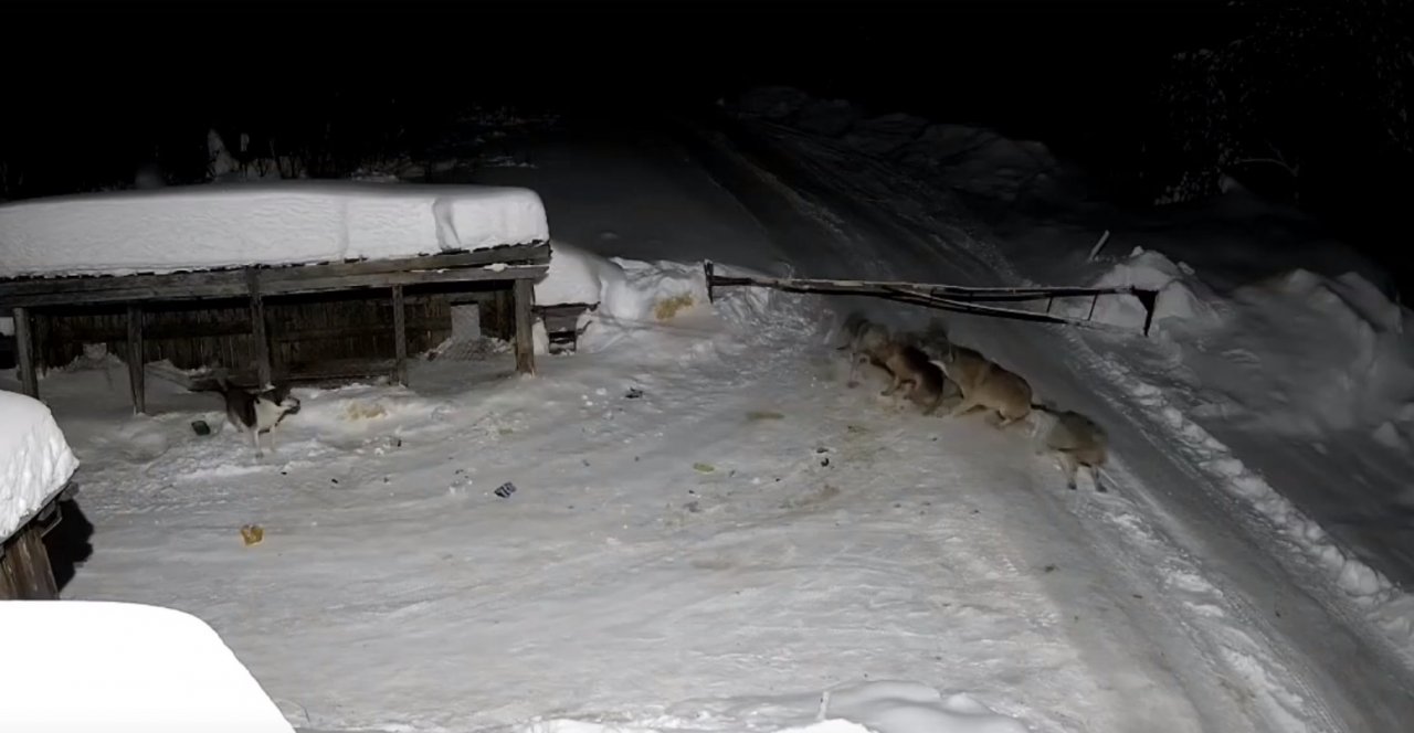 Жестокая расправа стаи волков над сторожевой собакой попала на видео