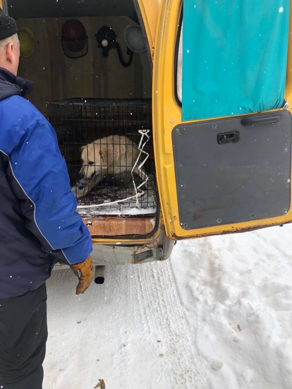 Жителей Коми попросили не мешать отлову собак