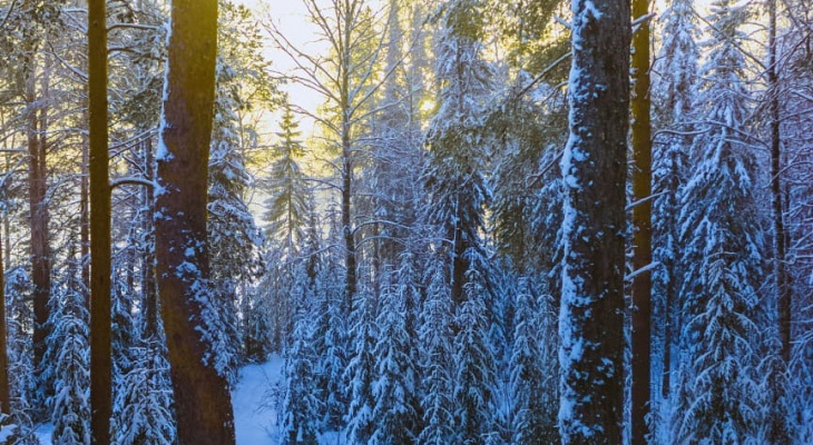 Под Сыктывкаром потерялись «закладчики»