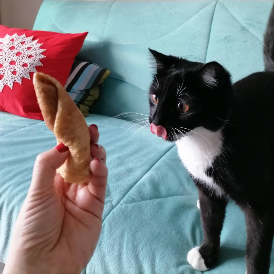 Фото дня в Сыктывкаре: всё коту масленица